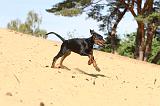 DOBERMANN 190